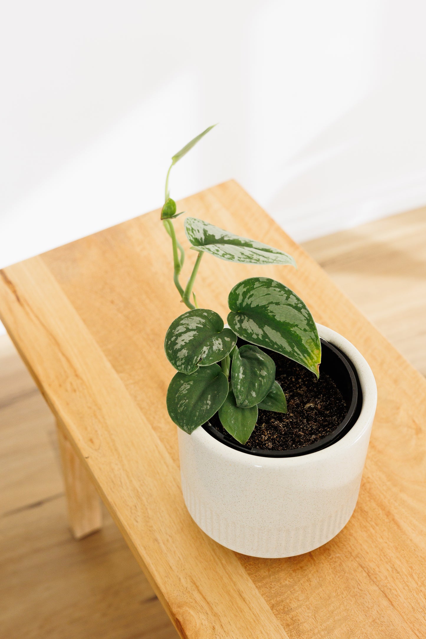 Scindapsus Pictus Silver Satin - 140mm