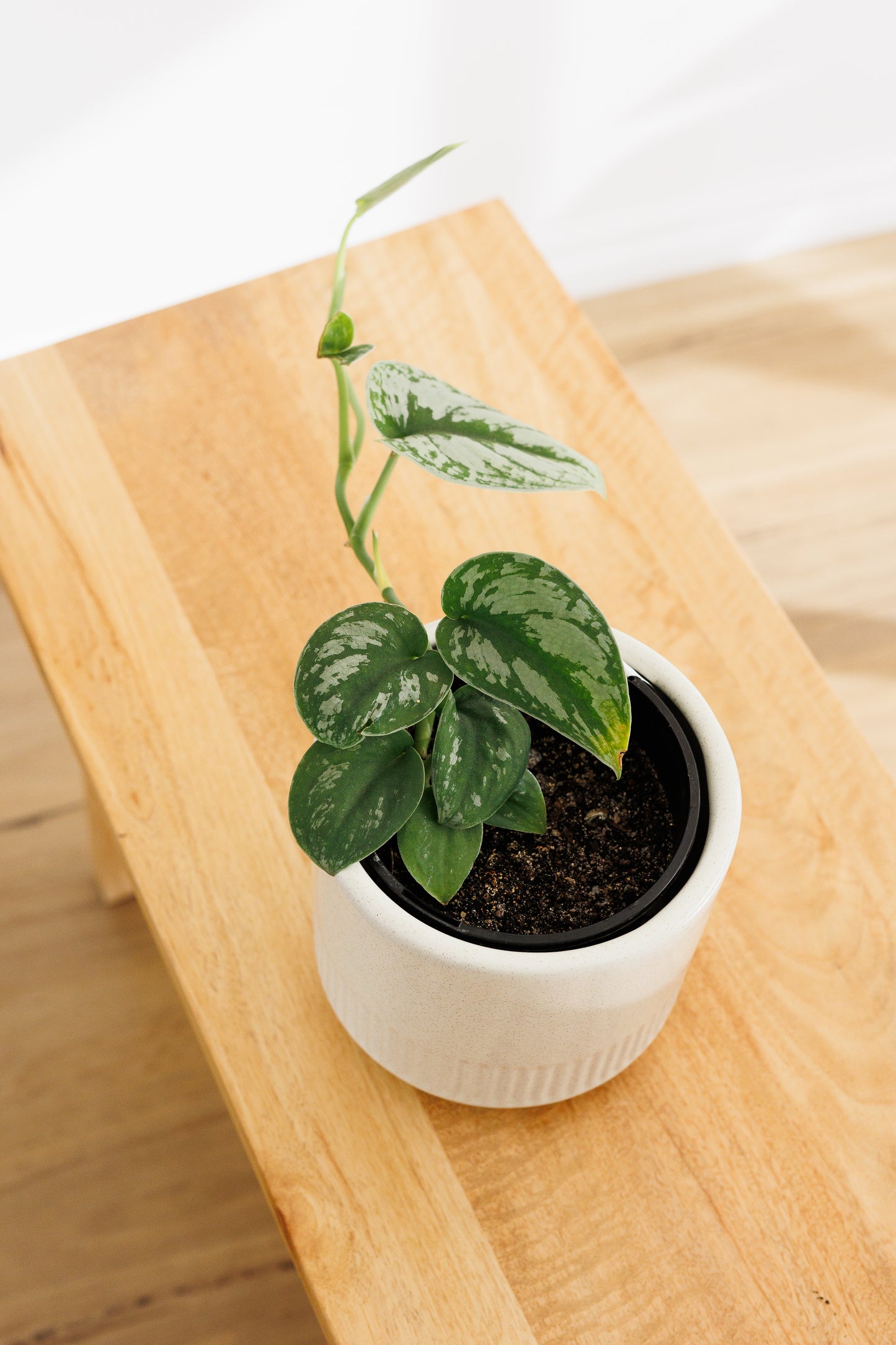 Scindapsus Pictus Silver Satin - 140mm