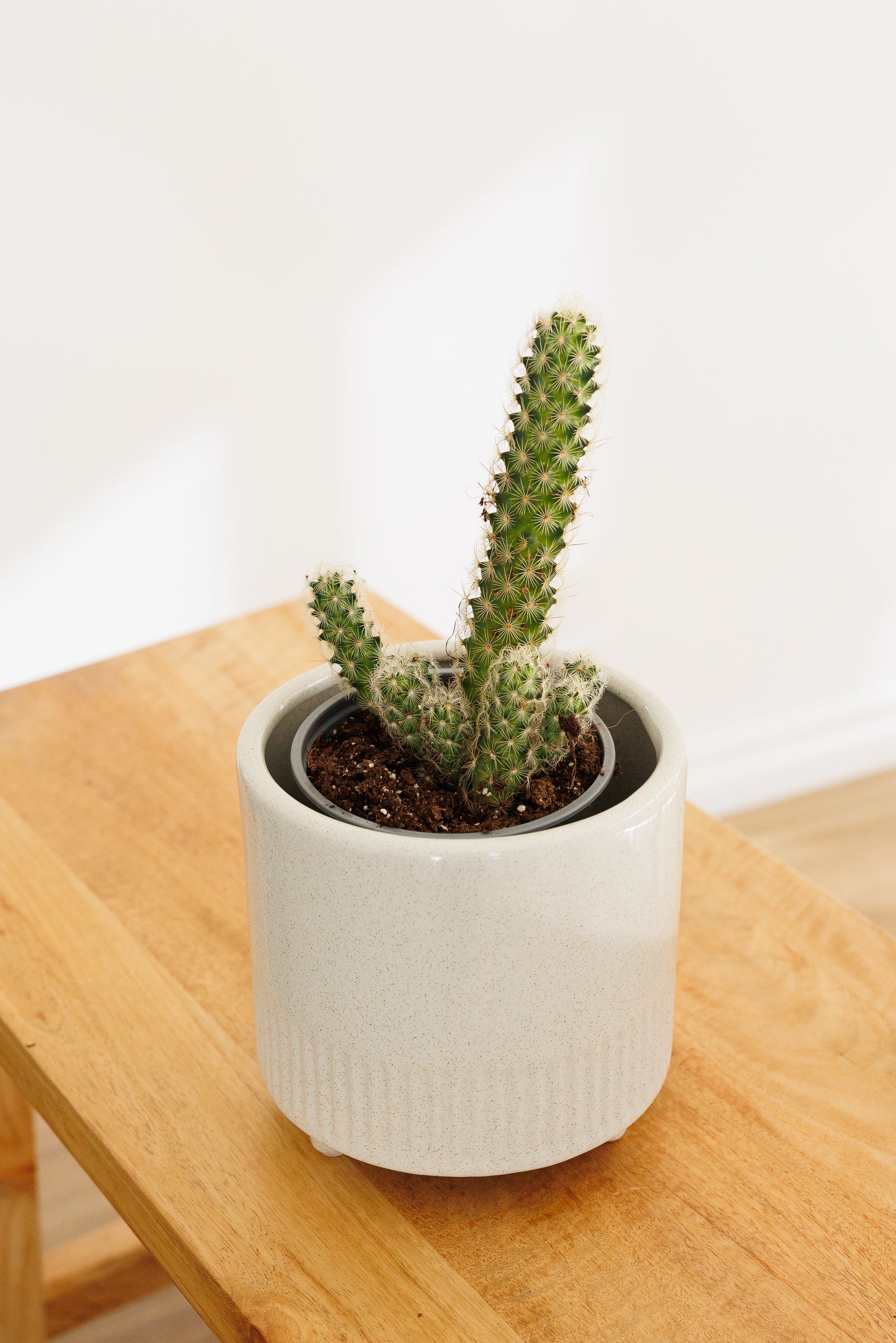 Cacti Lady Finger - 120mm