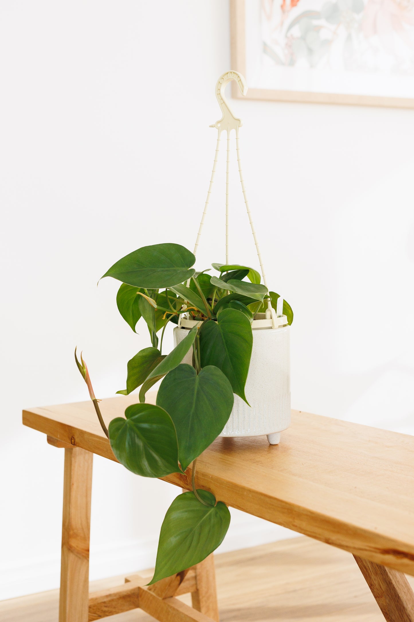Philodendron Heart Leaf Hanging Basket - 150mm