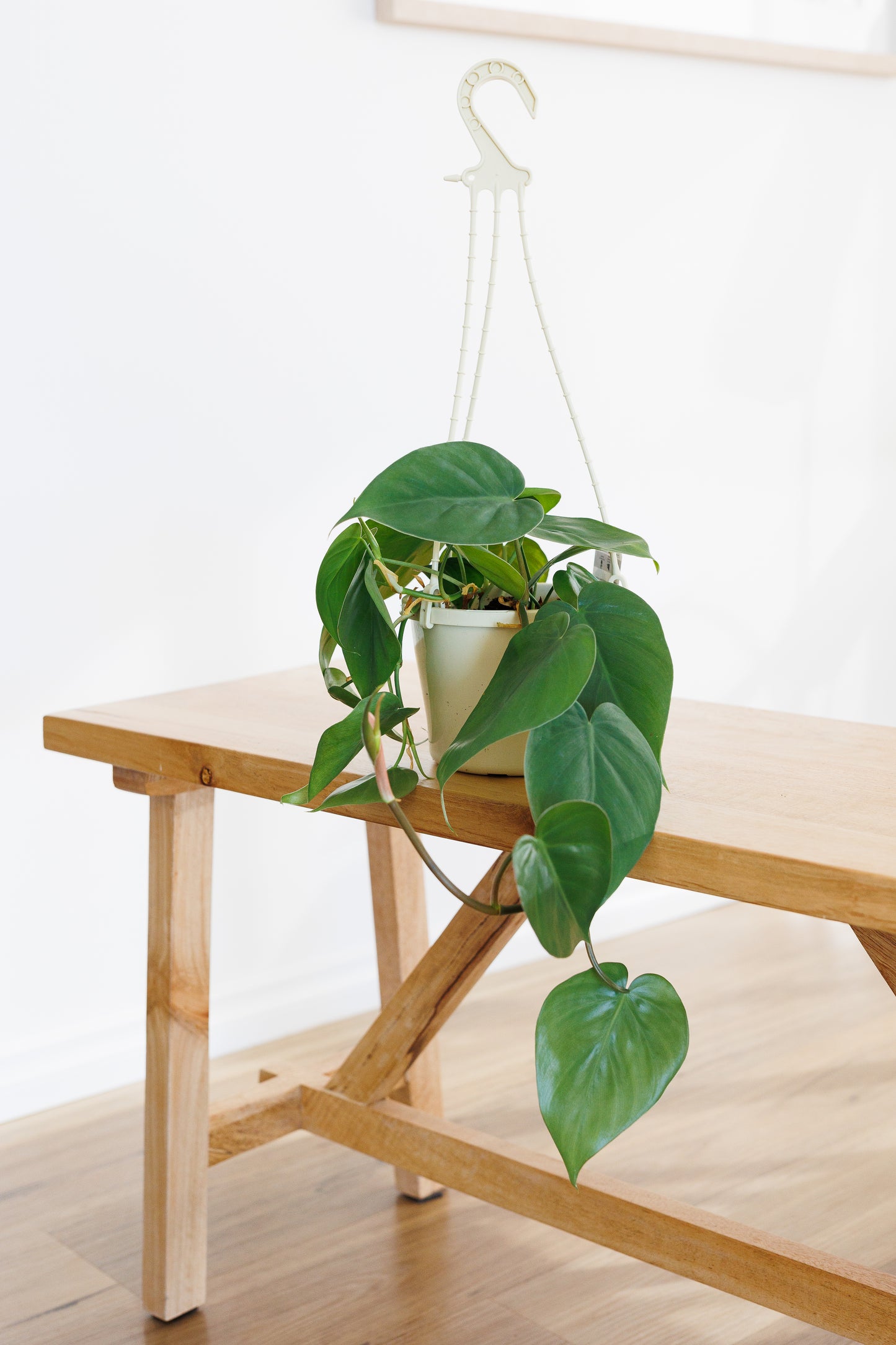 Philodendron Heart Leaf Hanging Basket - 150mm