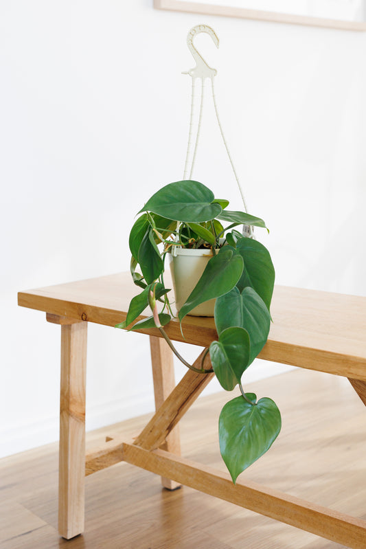Philodendron Heart Leaf Hanging Basket - 150mm
