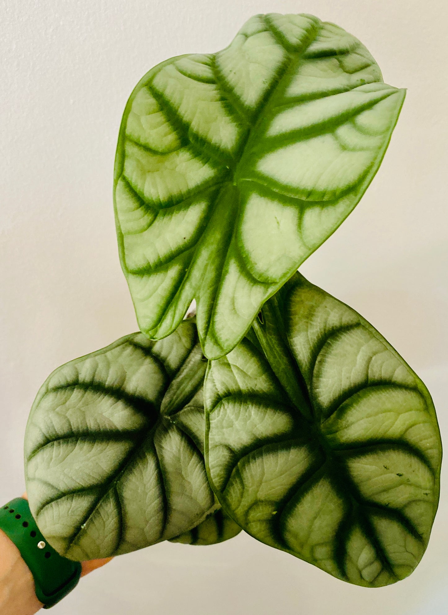Alocasia Silver Dragon - 120mm