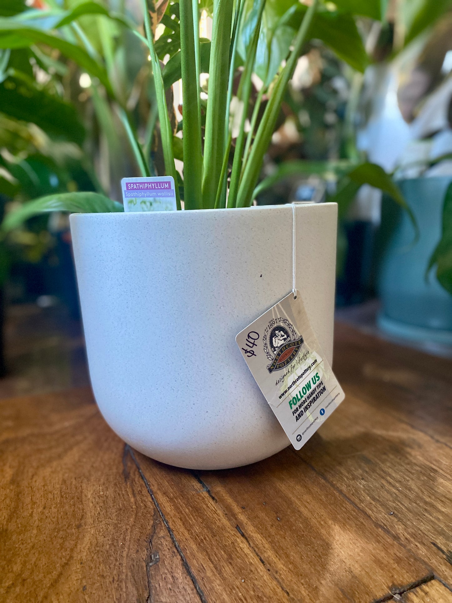 Atlas Egg Pot White 2