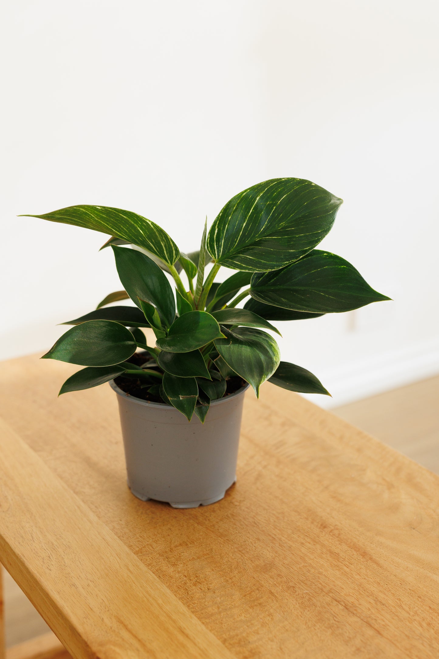 Philodendron Birkin - 120mm