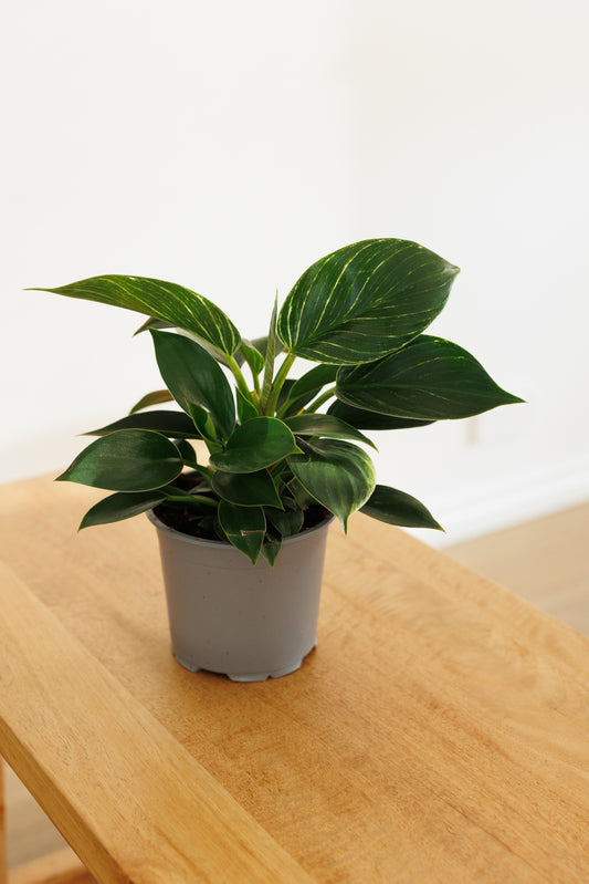 Philodendron Birkin - 120mm