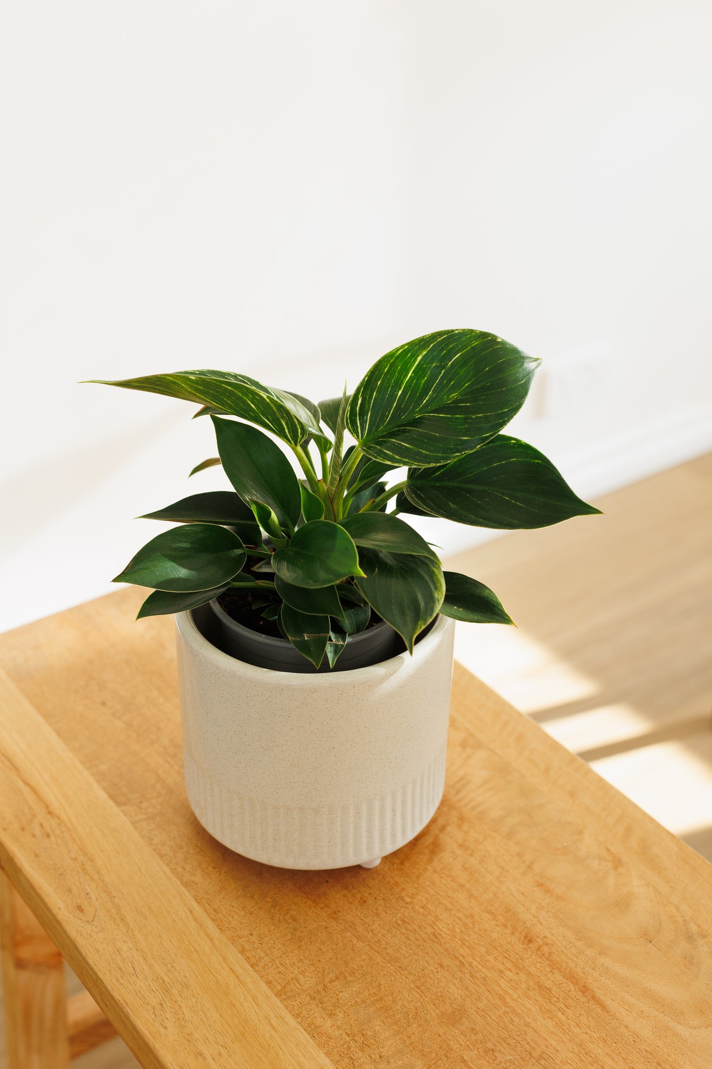 Philodendron Birkin - 120mm