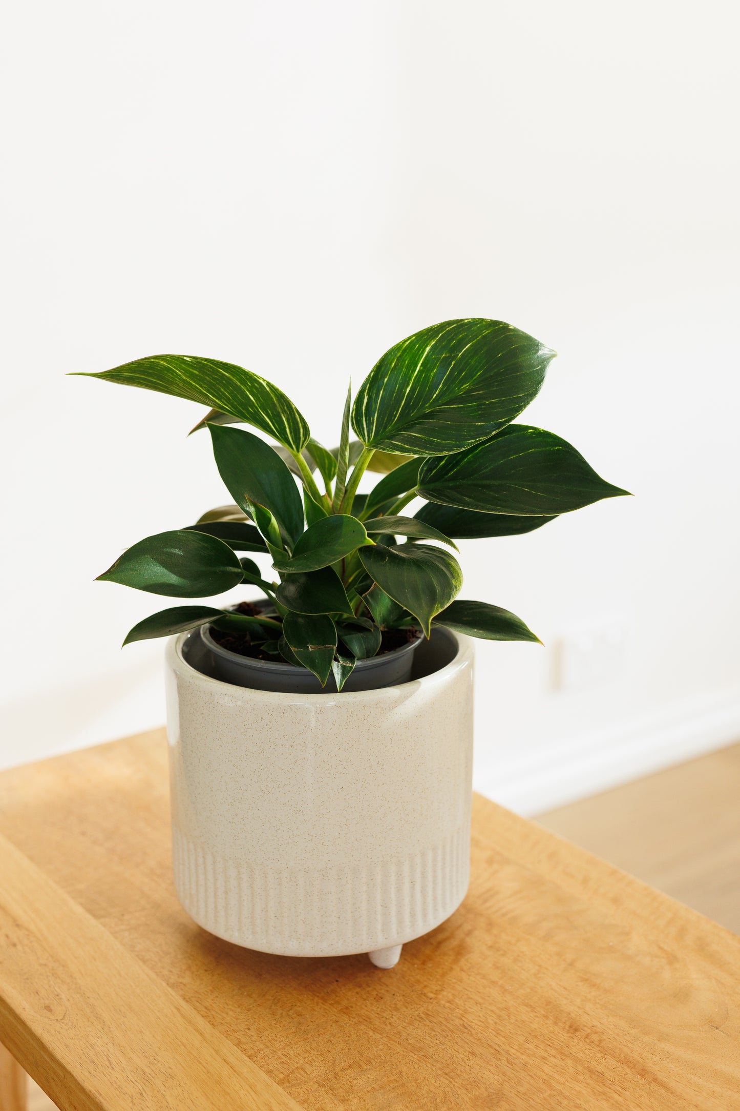 Philodendron Birkin - 120mm