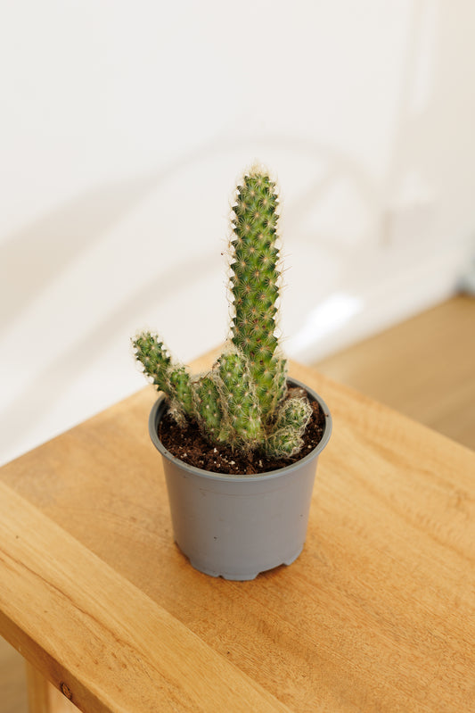 Cacti Lady Finger - 120mm