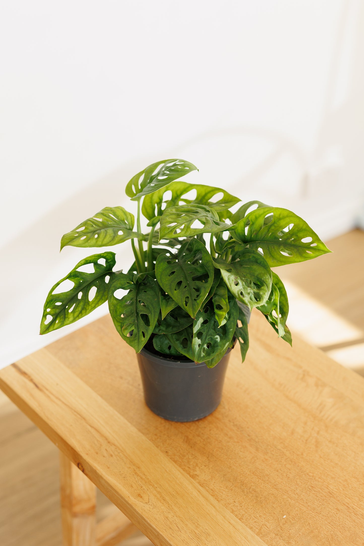 Monstera Monkey Mask - 130mm