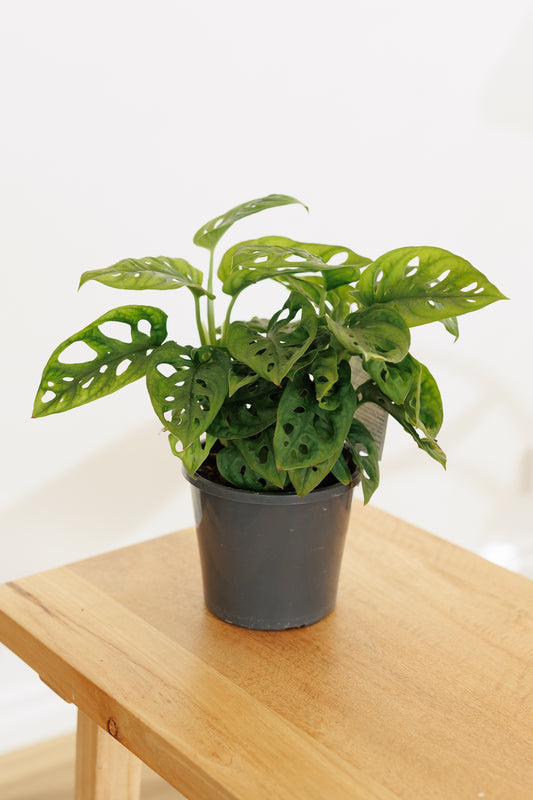 Monstera Monkey Mask - 130mm