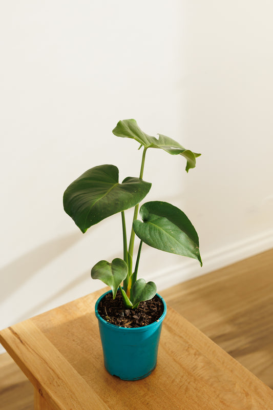 Monstera Deliciosa - 140mm