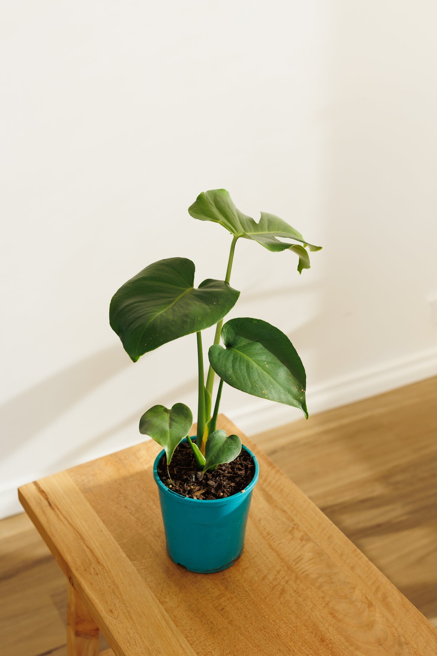 Monstera Deliciosa - 140mm