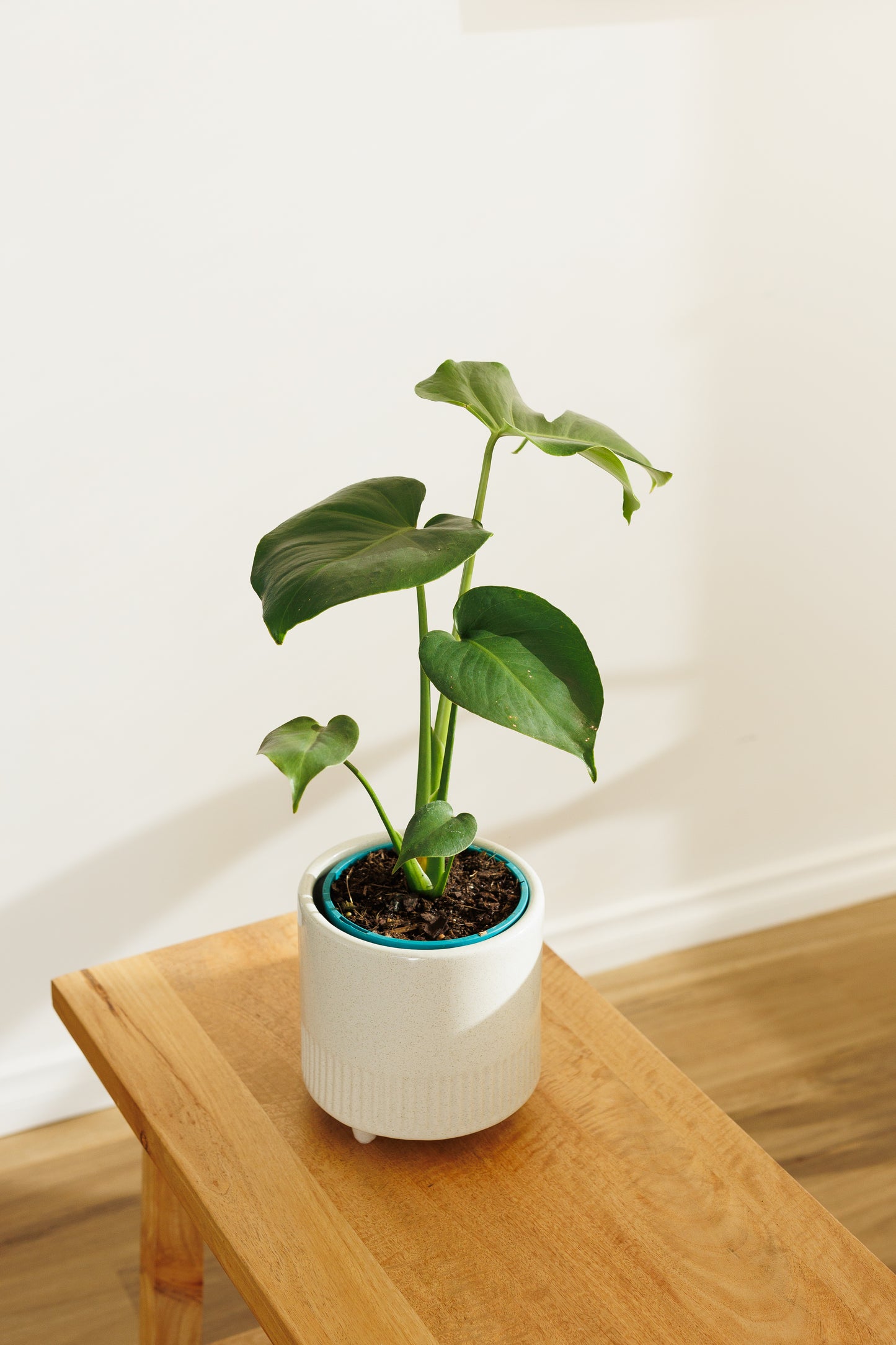 Monstera Deliciosa - 140mm