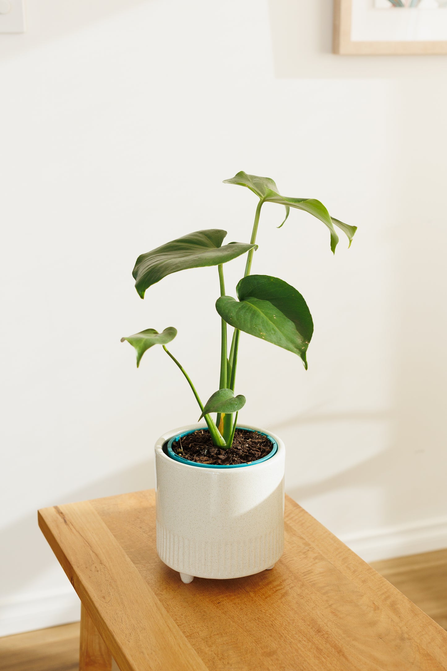 Monstera Deliciosa - 140mm