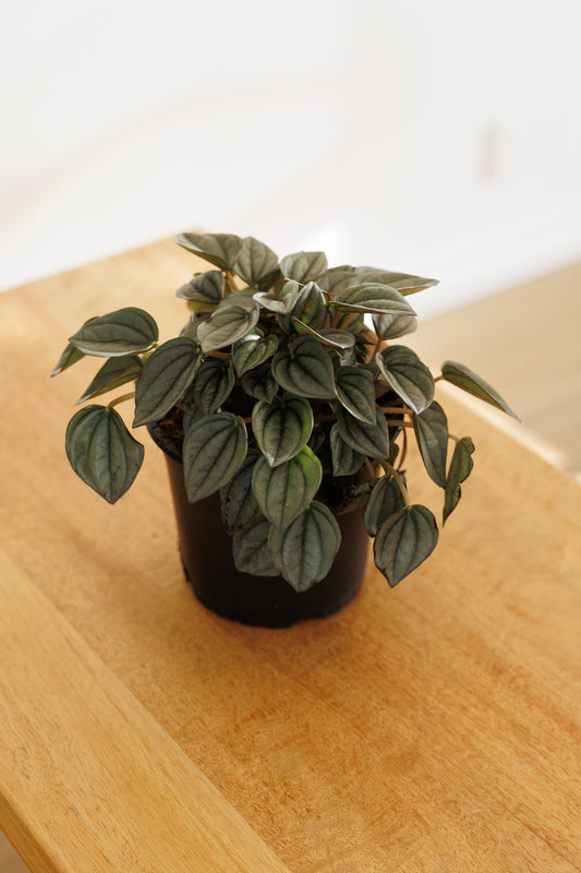 Peperomia Napoli Nights - 120mm