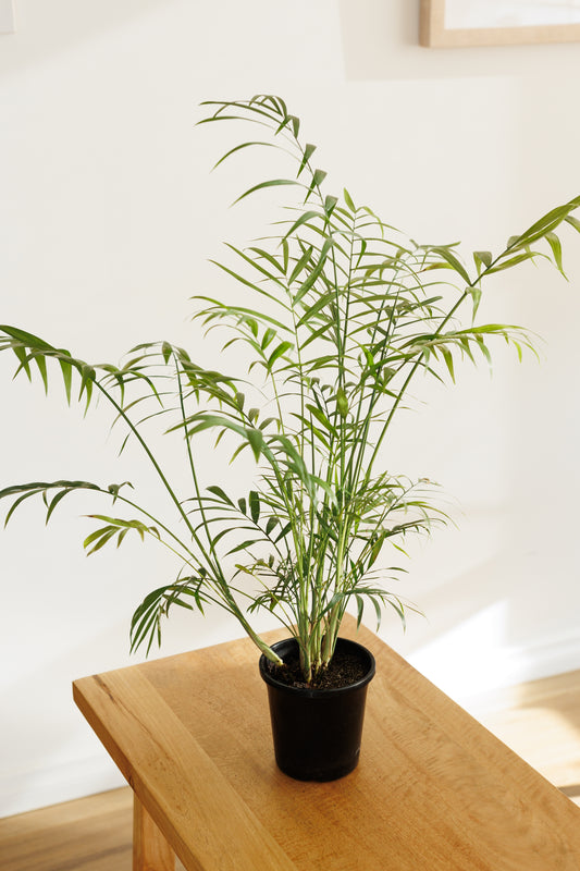 Parlour Palm - 120mm