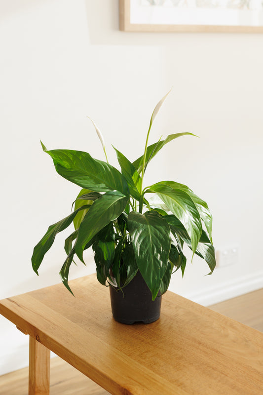 Spathiphyllum Peace Lily - 140mm