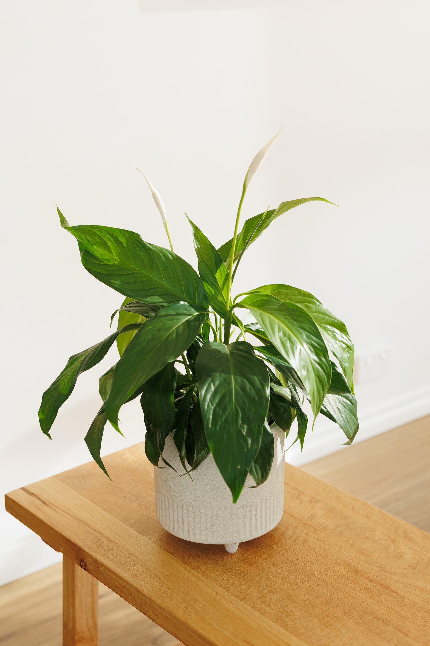 Spathiphyllum Peace Lily - 140mm
