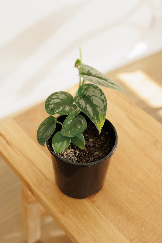 Scindapsus Pictus Silver Satin - 140mm