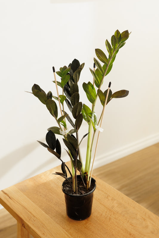 Zamioculcas Raven - 120mm