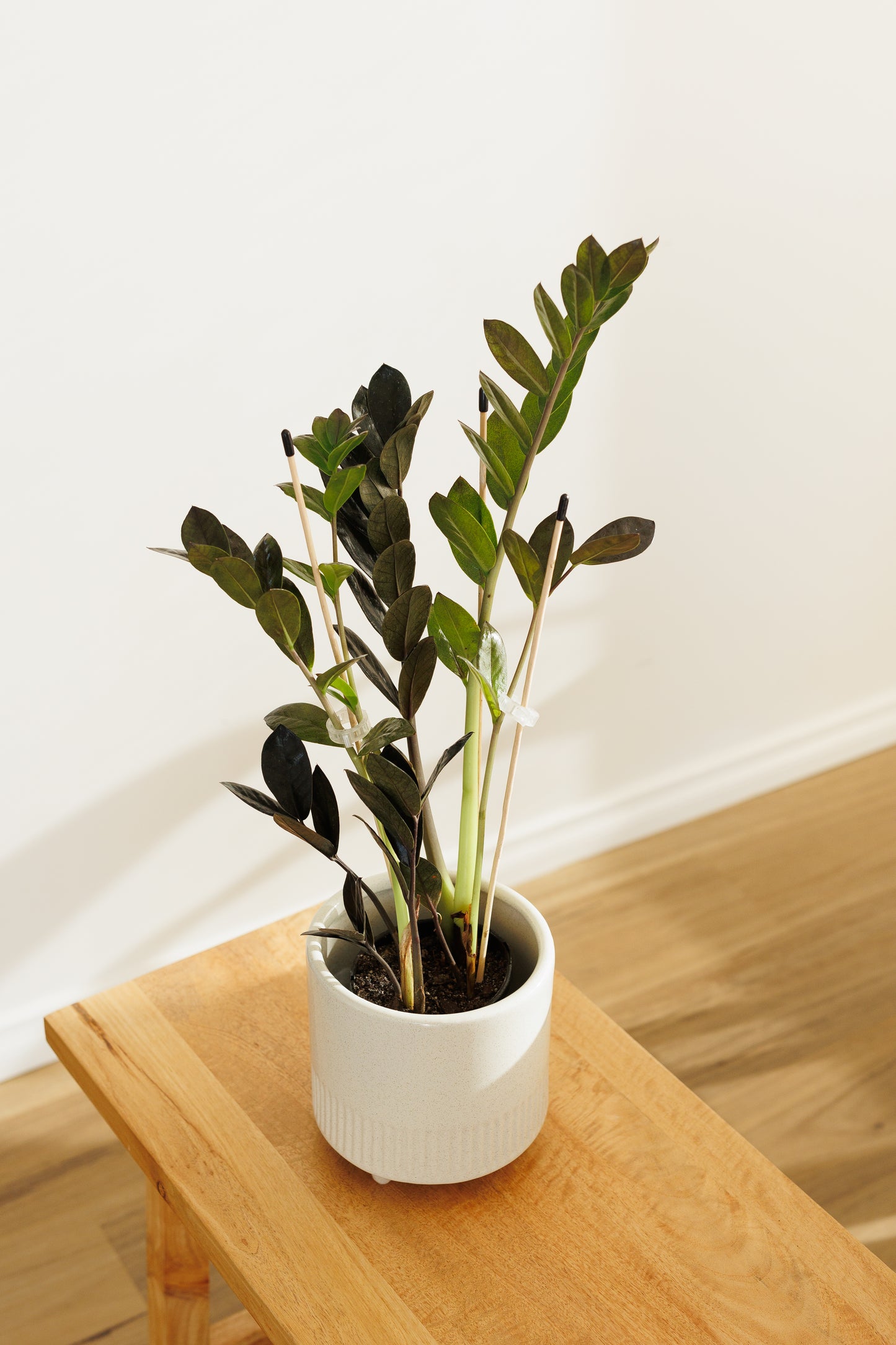 Zamioculcas Raven - 120mm