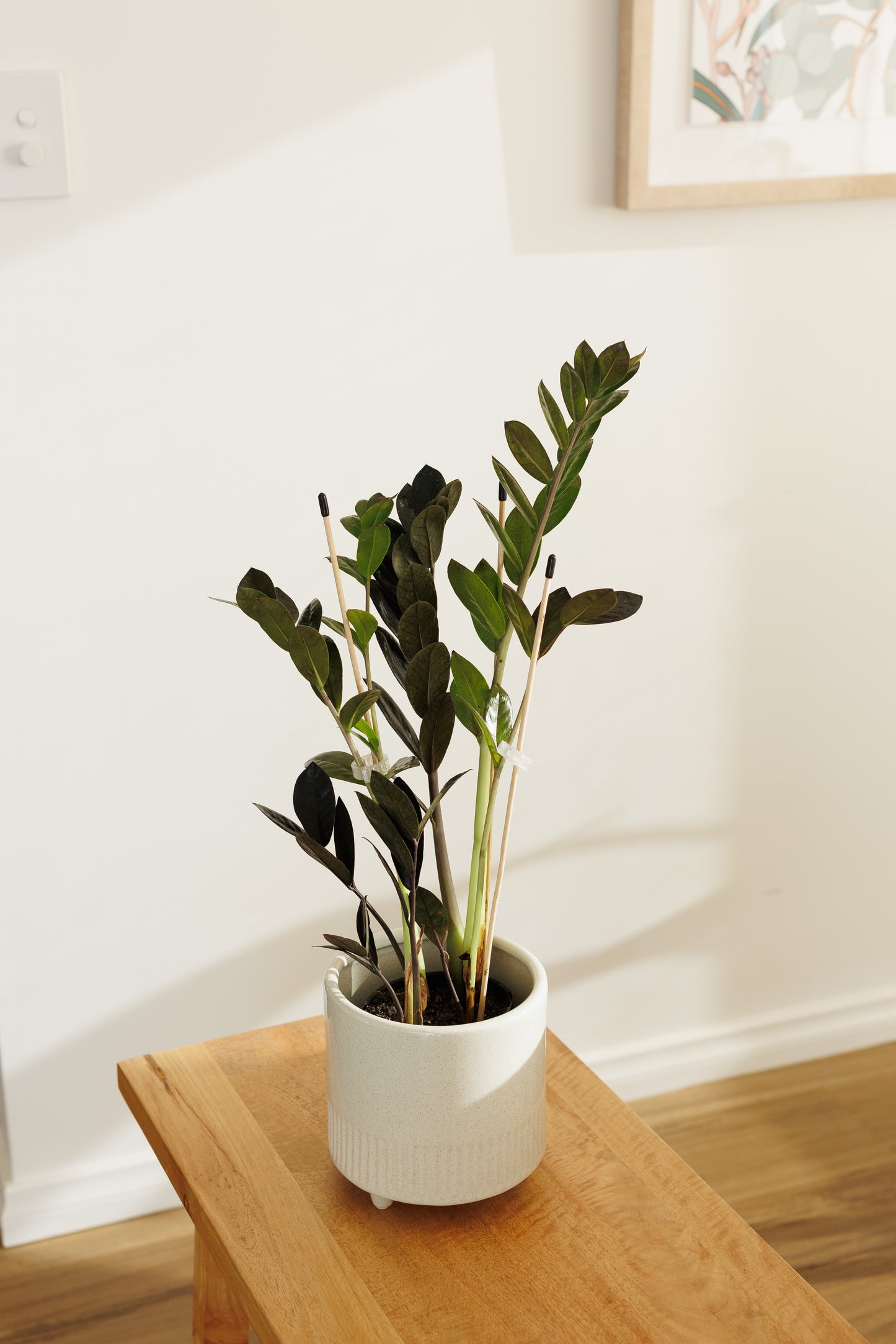 Zamioculcas Raven - 120mm